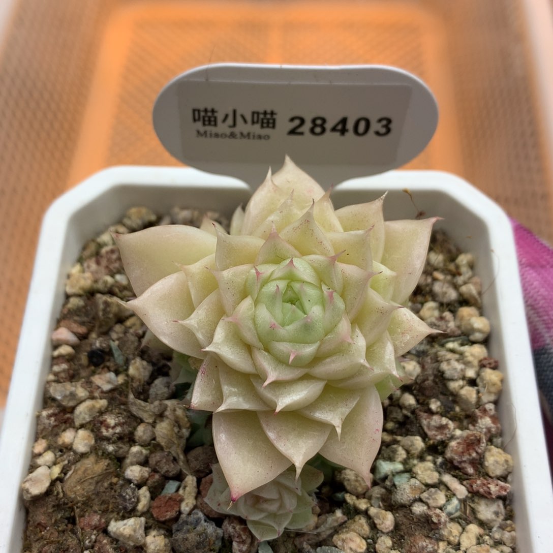 多肉植物麦秆珍妮