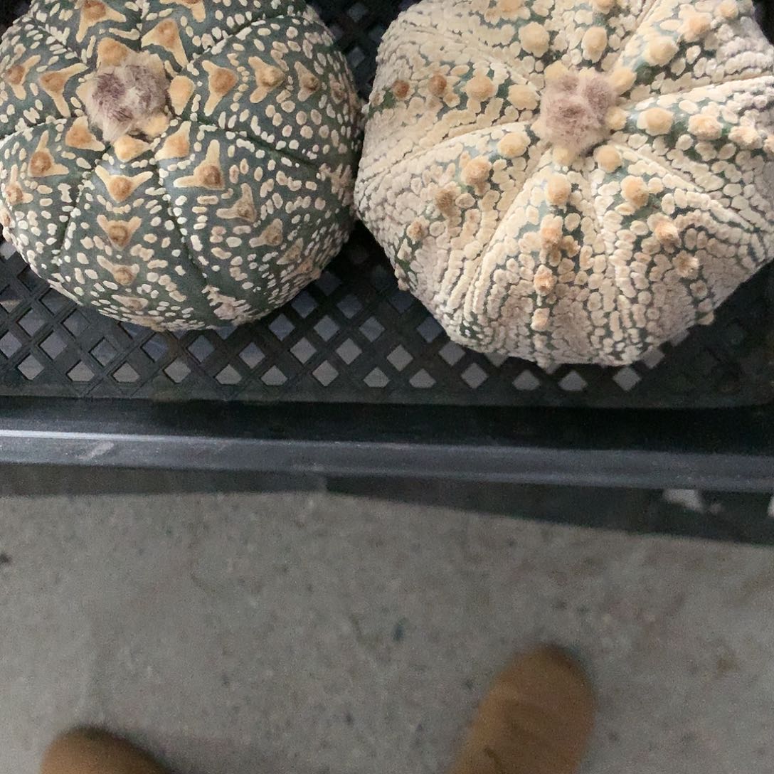 【闪购商品】し****泡两兜兜兜