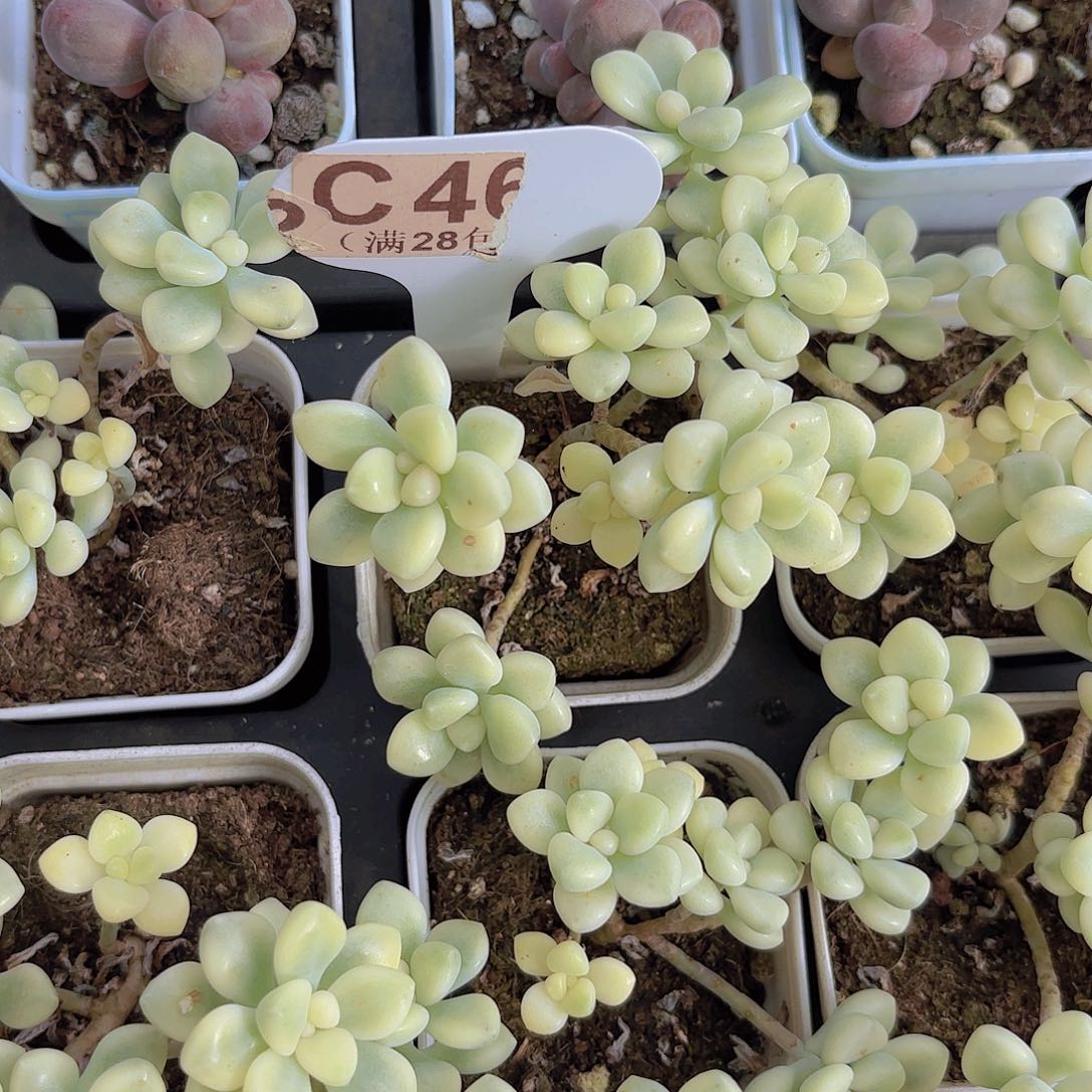 C460丸叶姬秋丽锦一物一拍