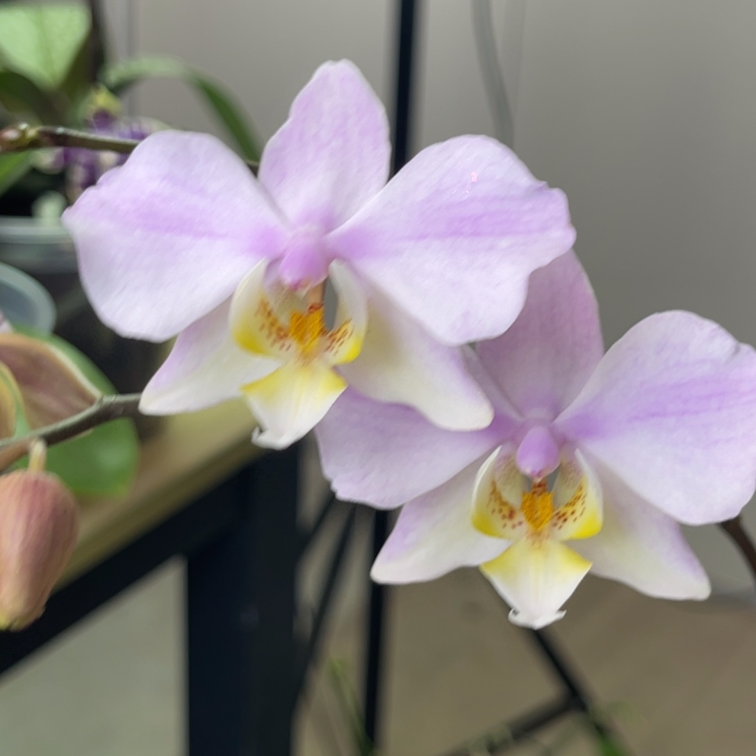 完全开放JG2314-桑德西-1099