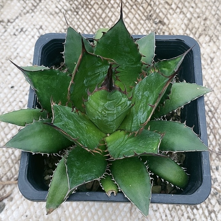 【闪购商品】无花朵龙舌兰霍利达