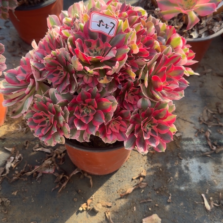 5-27女巫多肉不包售后