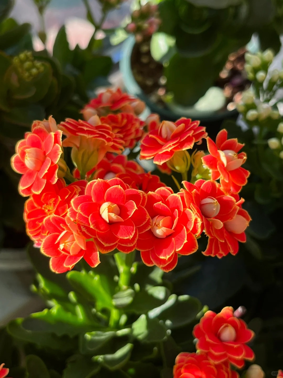 【金狐狸】重瓣长寿花110花盆-四季花开开花