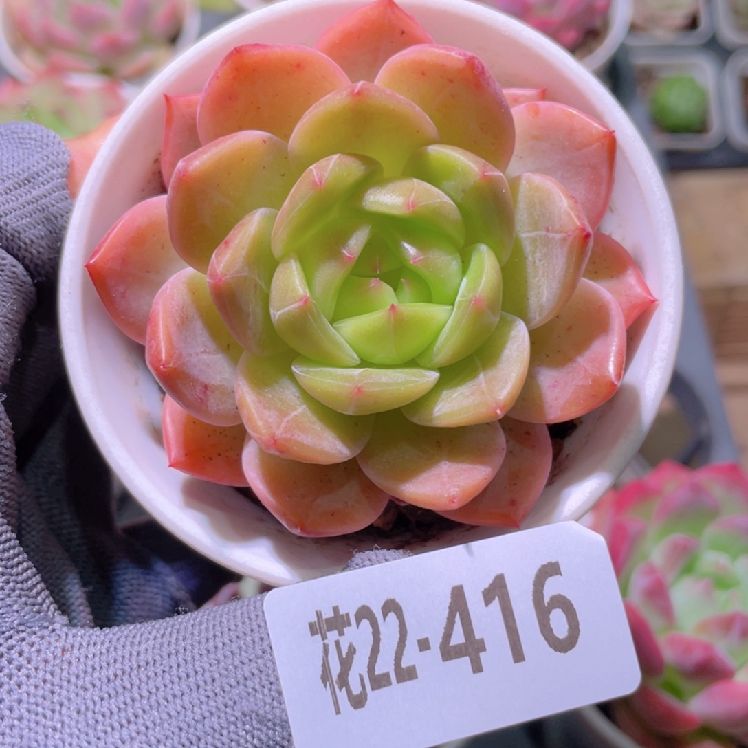 花利美22-416新品