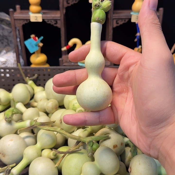清***鱼哈哈哈哈哈哈哈哈