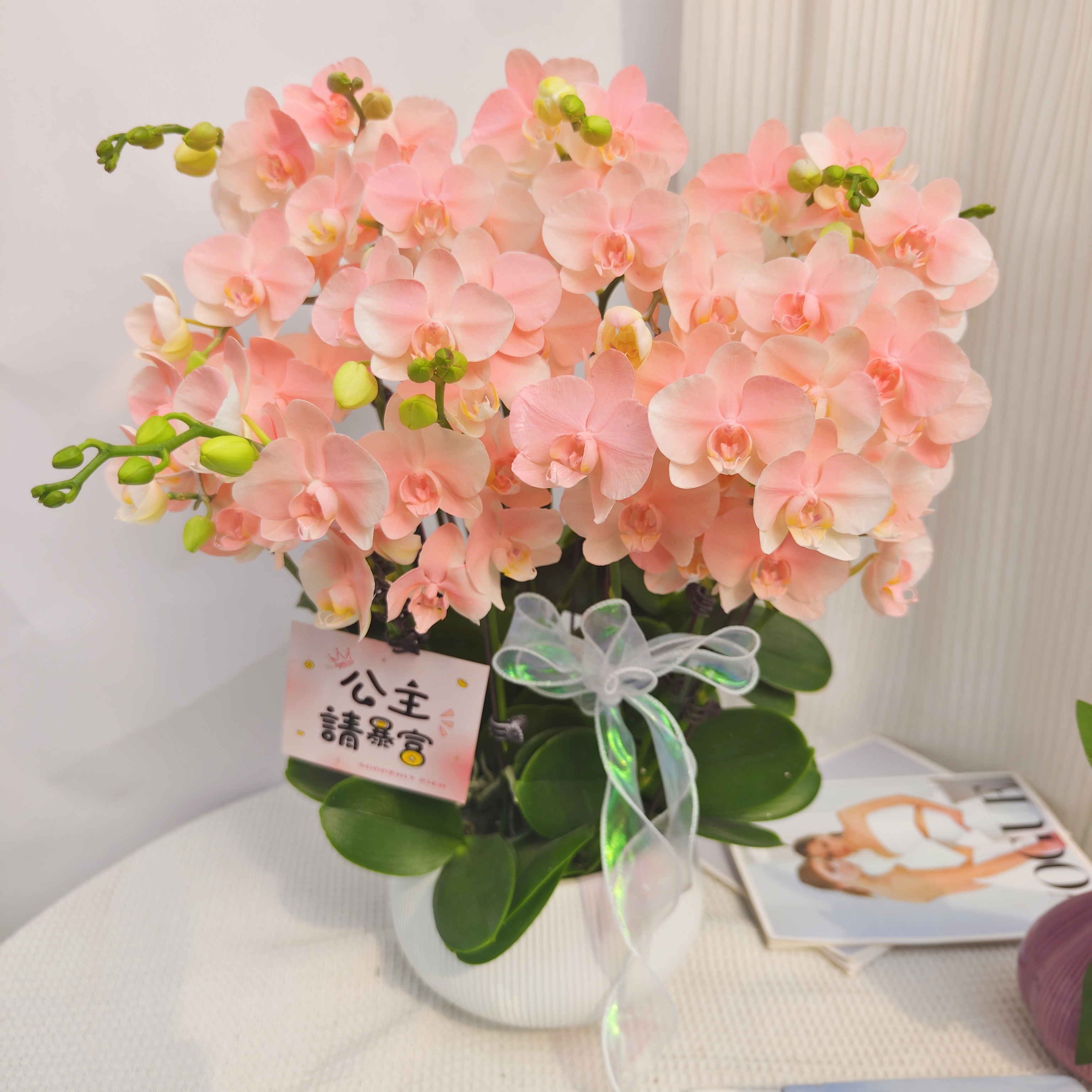 韵艺甄选《水蜜桃》蝴蝶兰浪漫粉色系 送人送礼 特殊工艺 植物上色