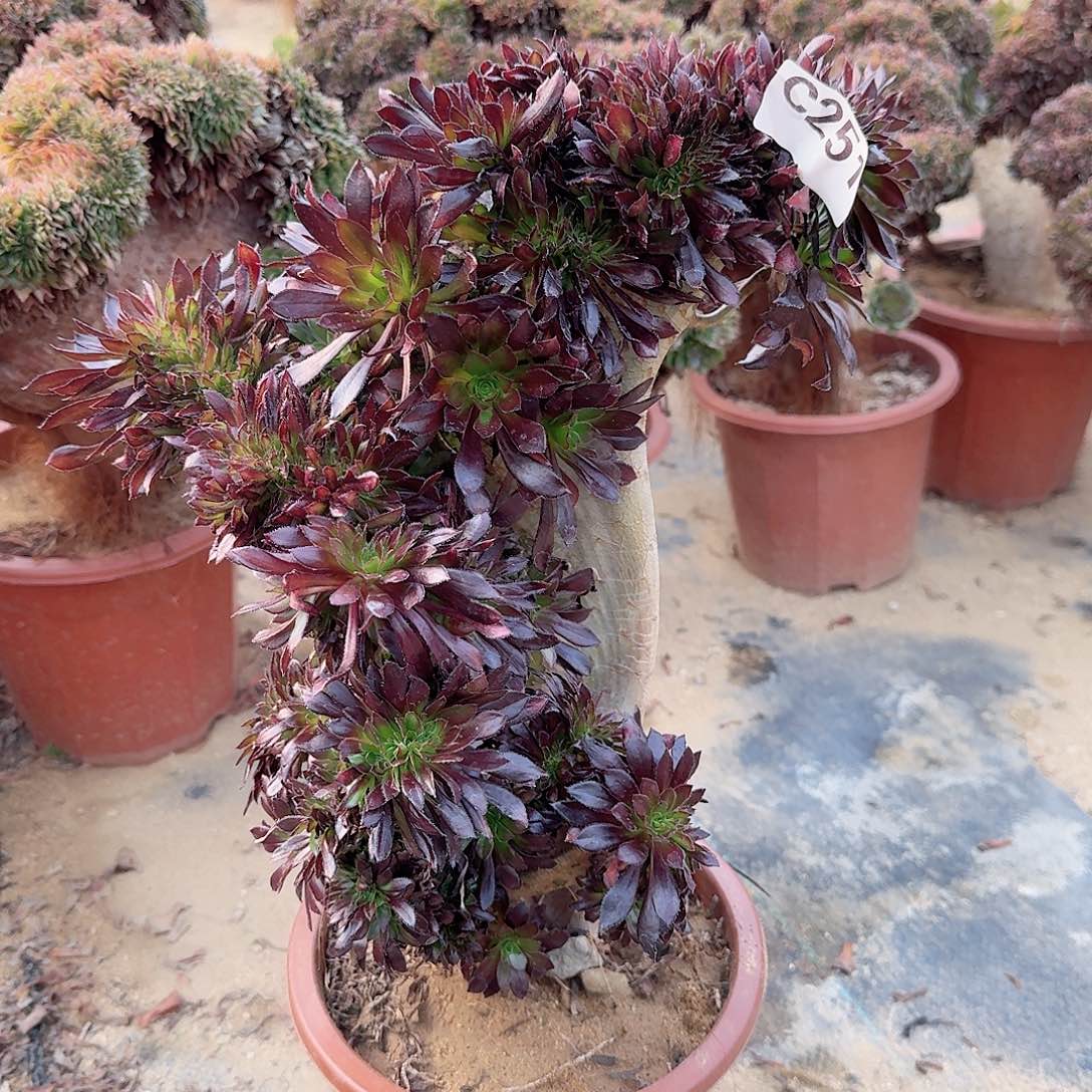 251黑法师有伤一颗呀呀