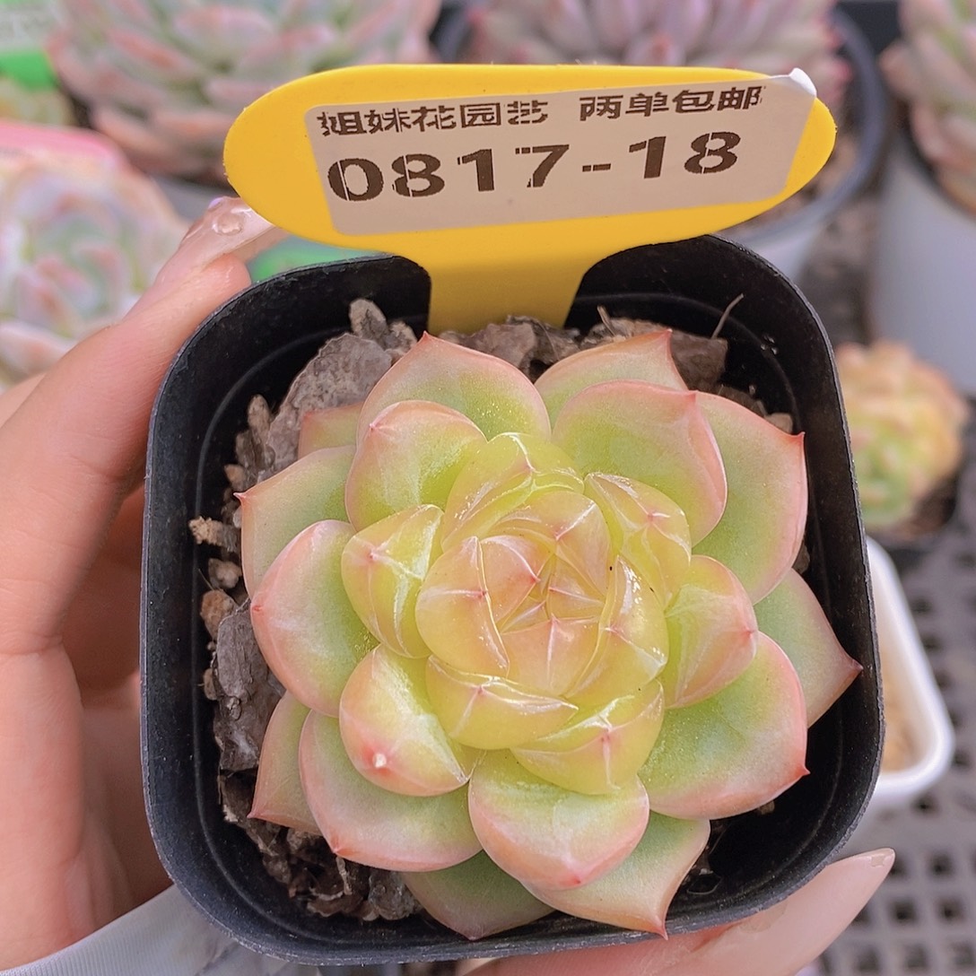 0817-18-精品海洋之星单头一颗一物一拍