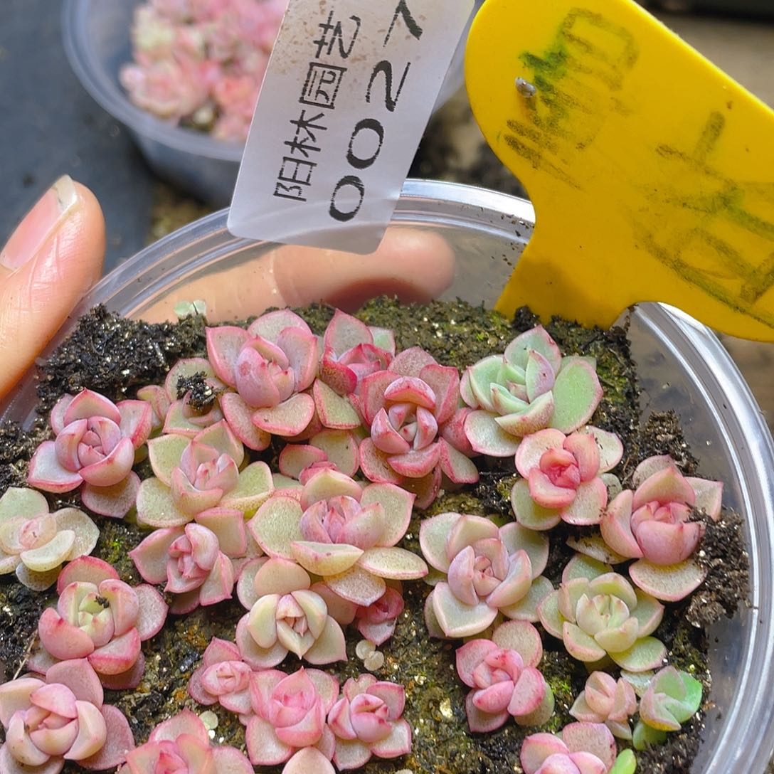 量拍多肉植物多肉植物27