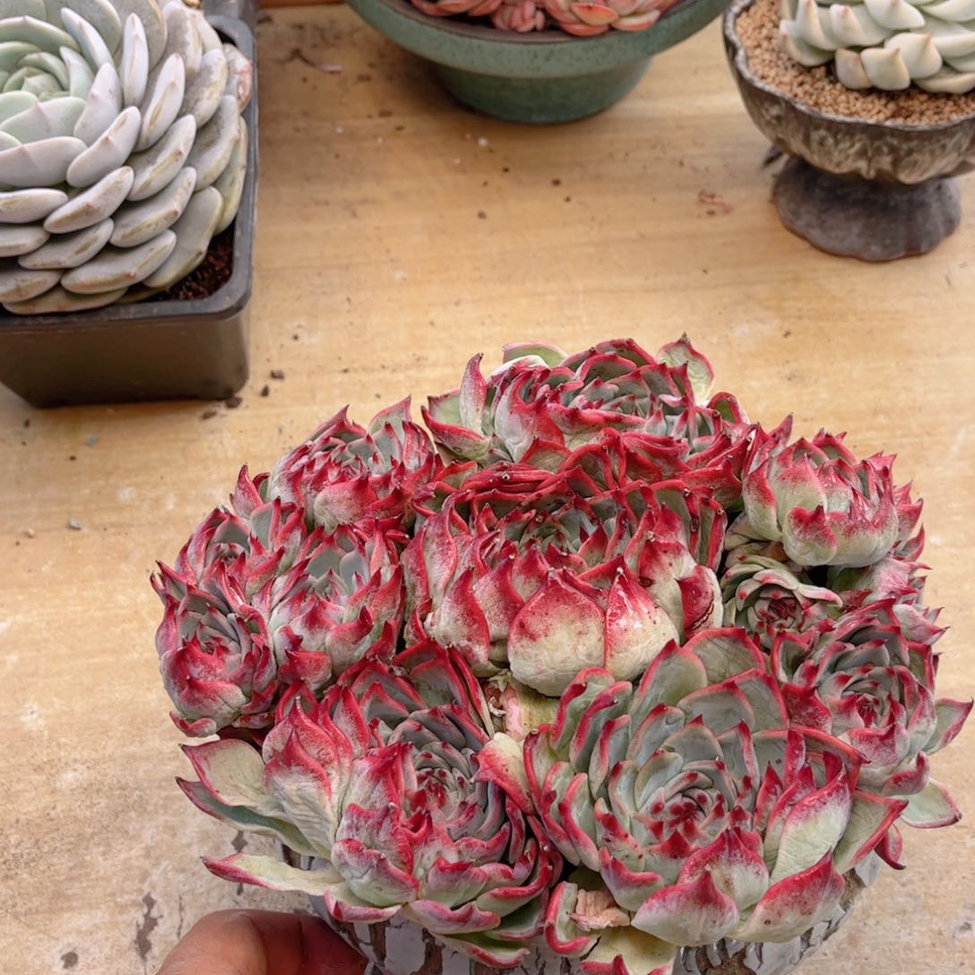 408吉娃娃德华多肉