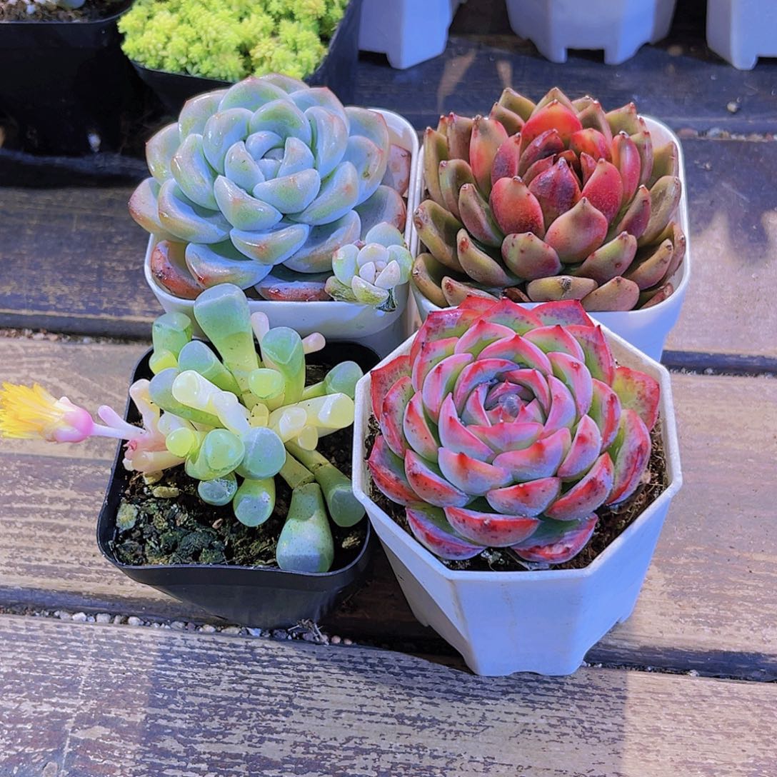 如图四盆111111111