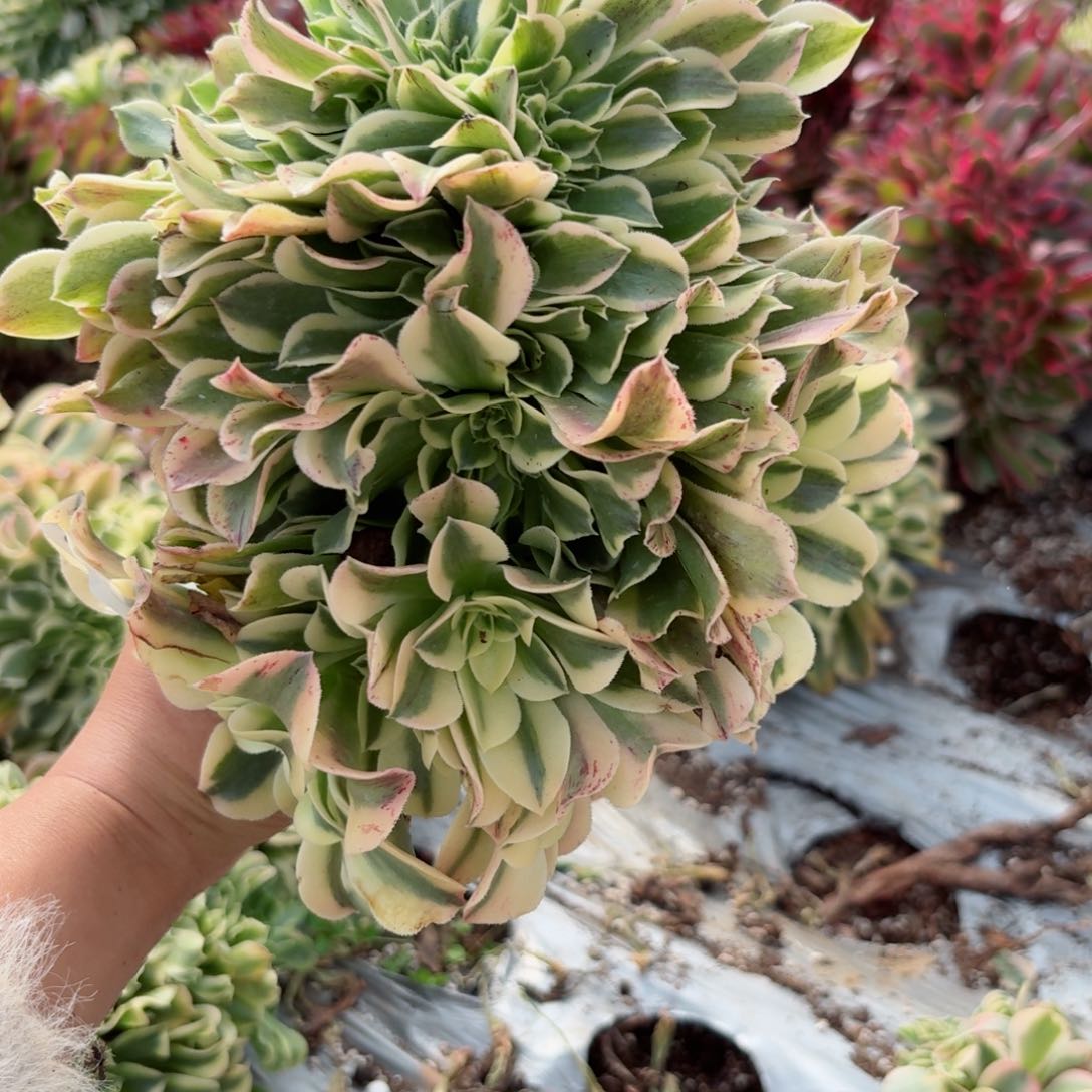 我8412 号多肉法师新年特价