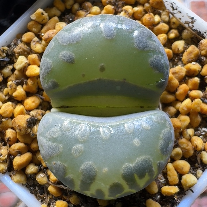 生石花111111。  133