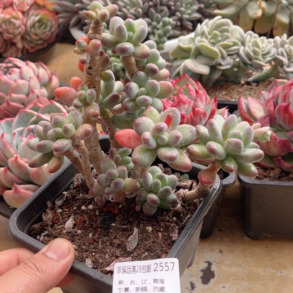 【闪购商品】2557苹果奶