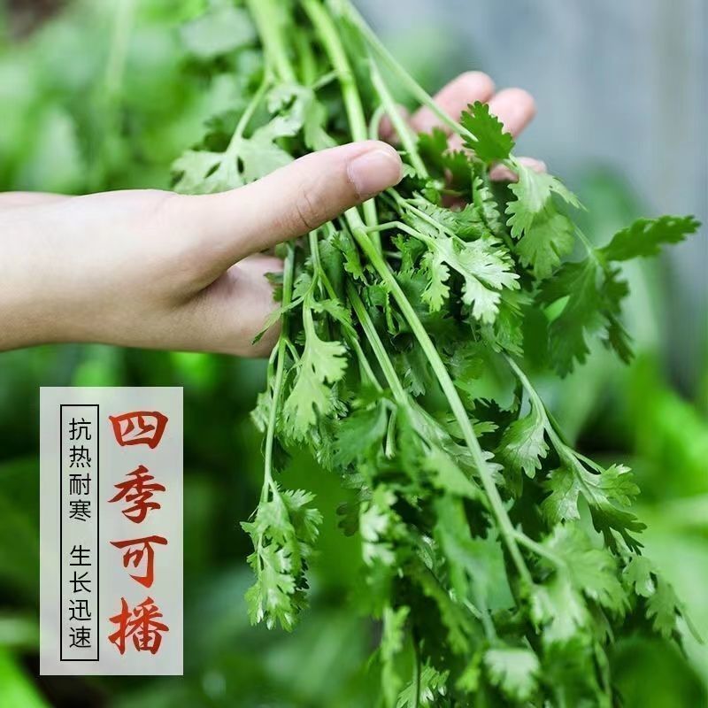 速生香菜种子四季易种耐热耐抽苔庭院阳台盆栽蔬菜种子大叶香菜籽