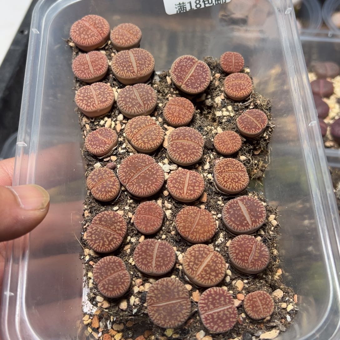 【闪购商品】 723。        