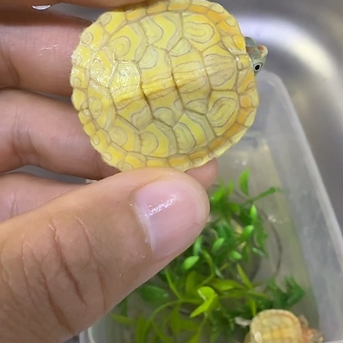 绿毛龟母红彩巴西