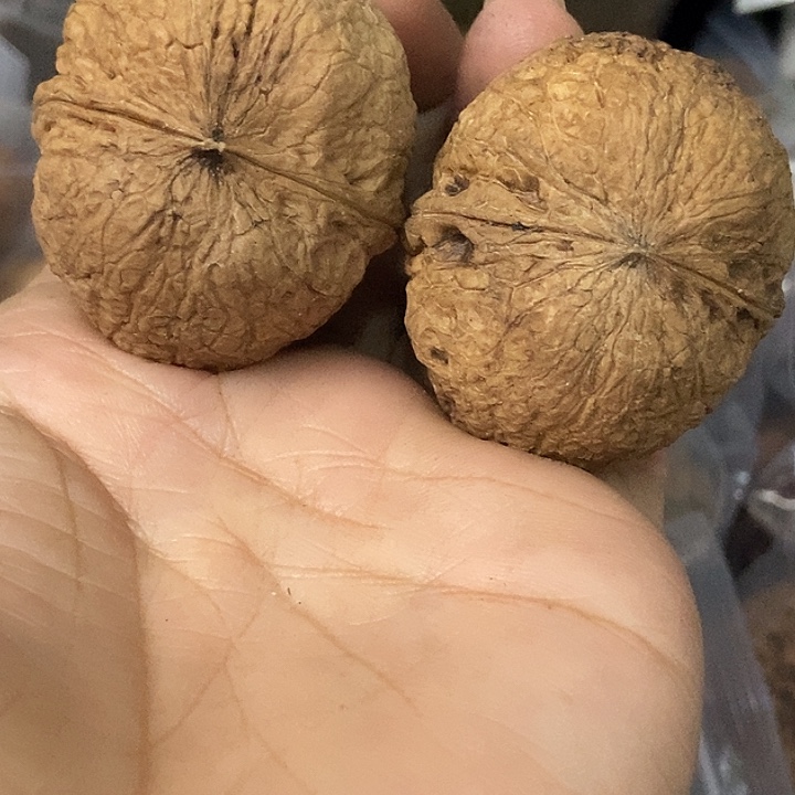 文玩核桃把件云南铁核桃基地49