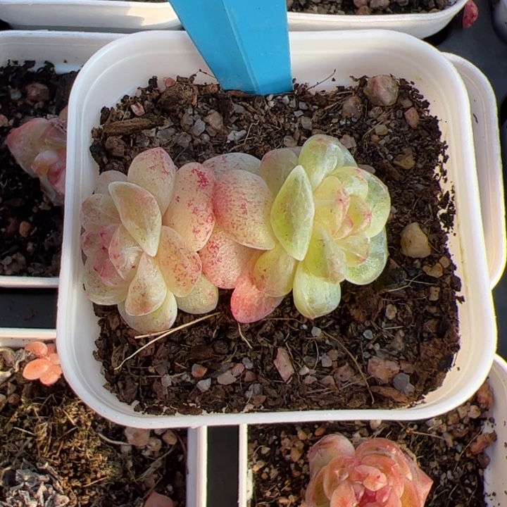 暖***52025专拍链接啊啊啊啊