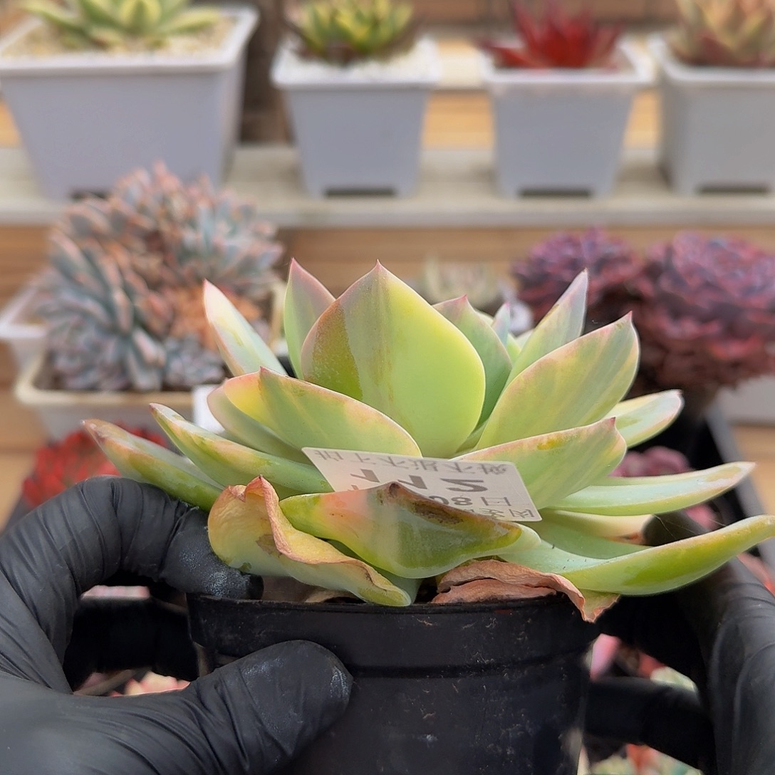 1108-112白风锦群生