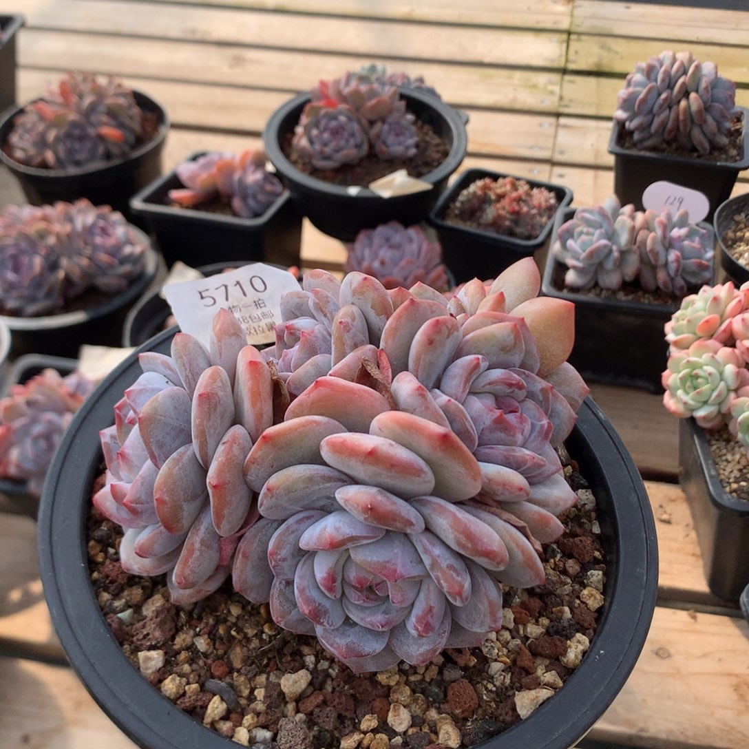 13厘米八头有砍紫皮石榴籽 5710