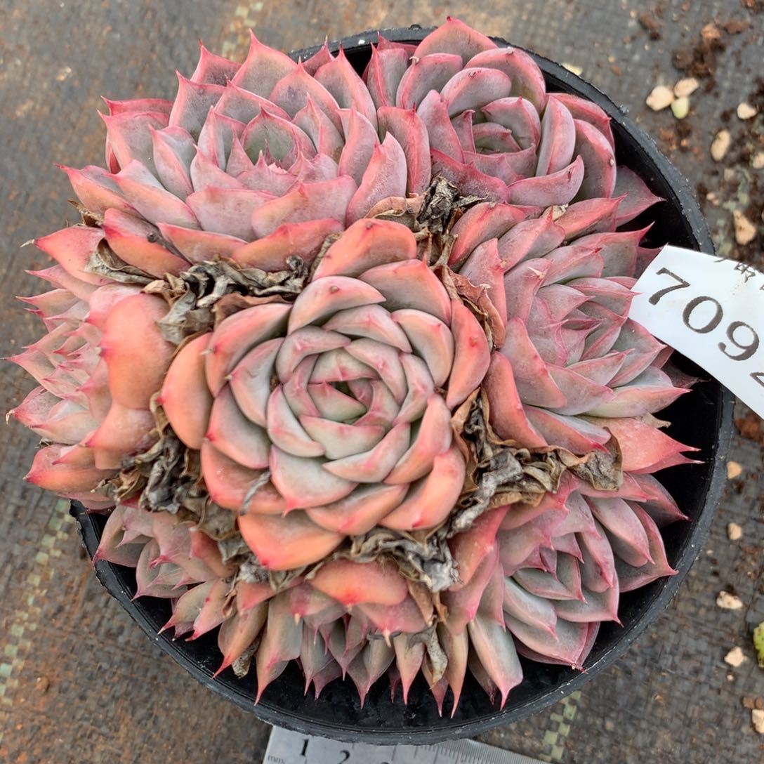 7092杂交多肉植物