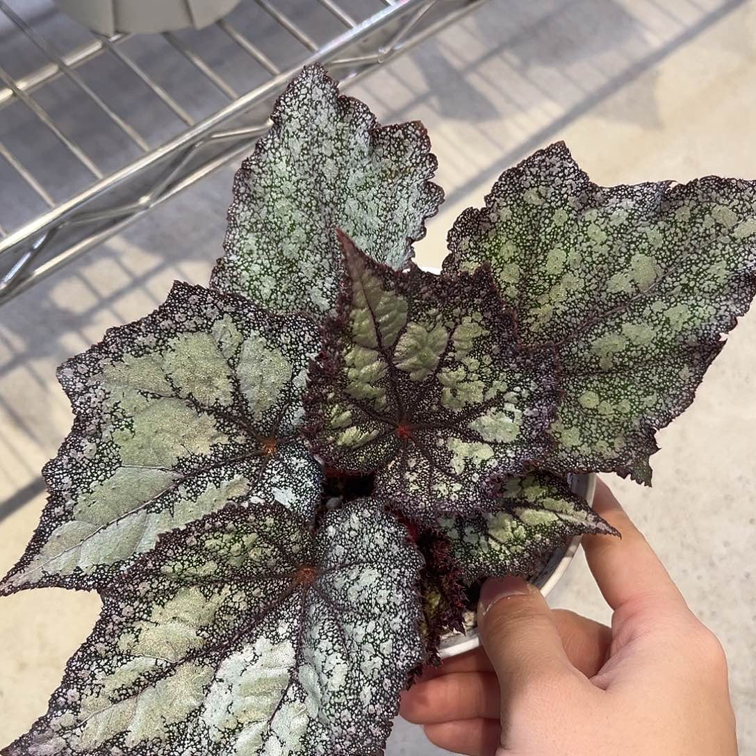 完全开放Ds降雨秋海棠