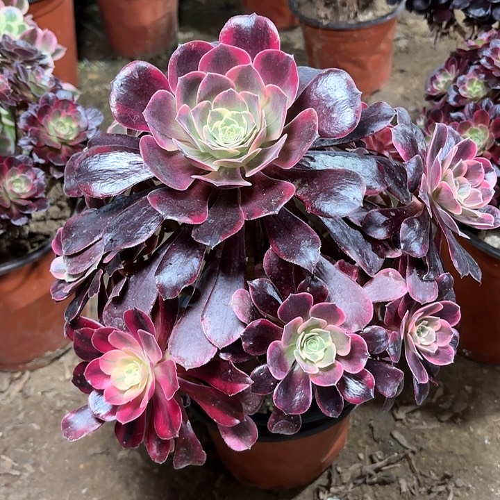 多肉植物金丝雀41