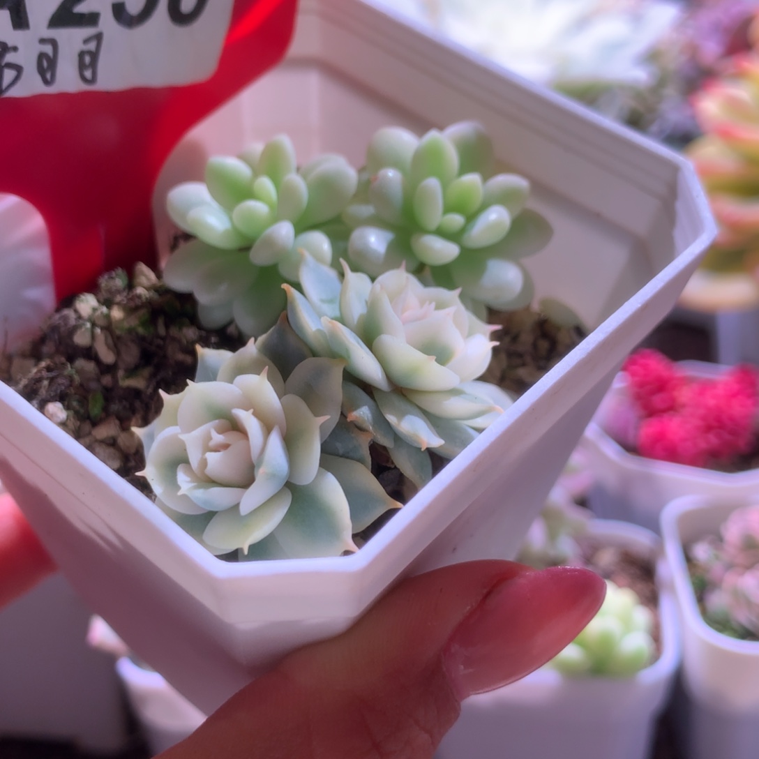 青岗锦与洛可可拼盘