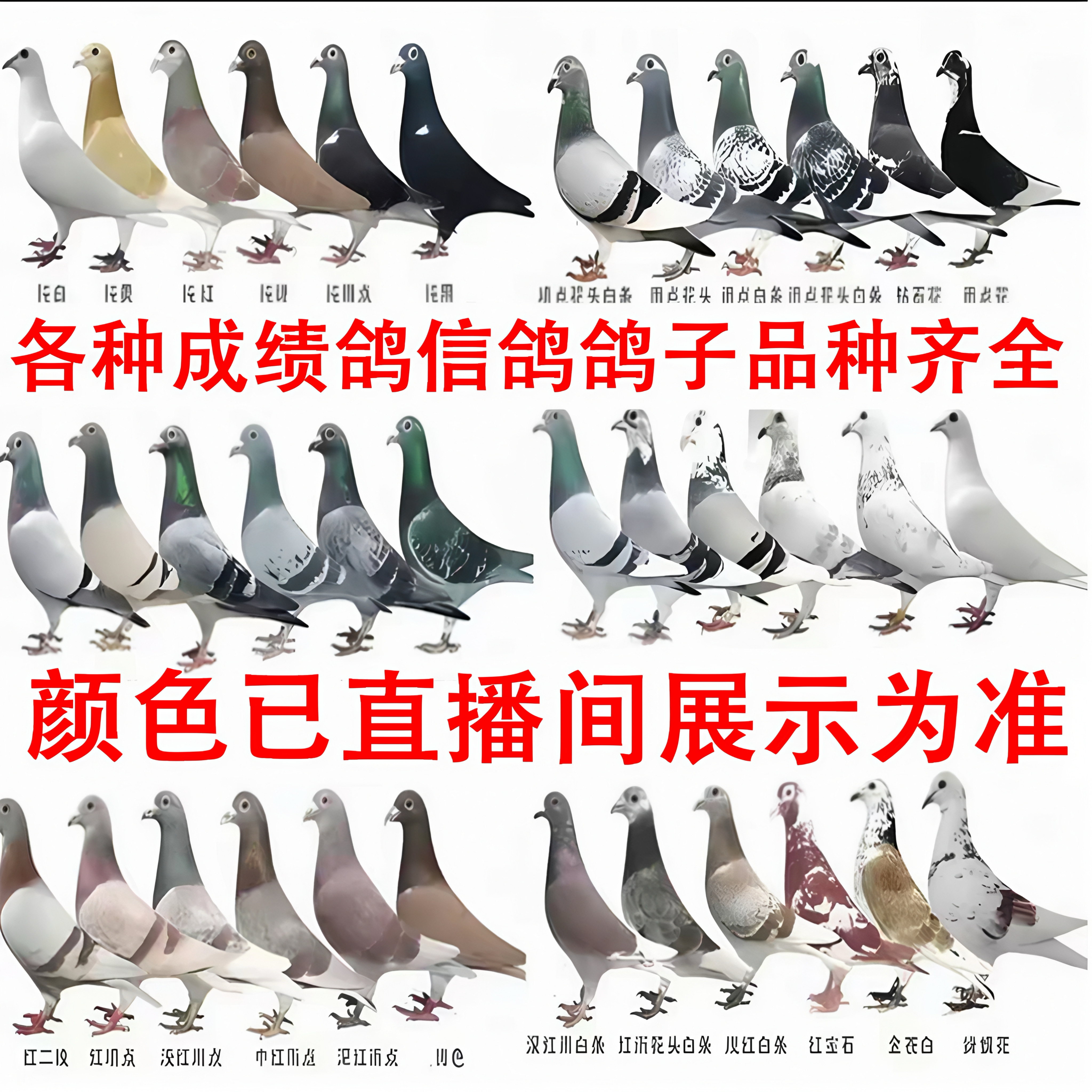 鸽子活体信鸽血统鸽用品