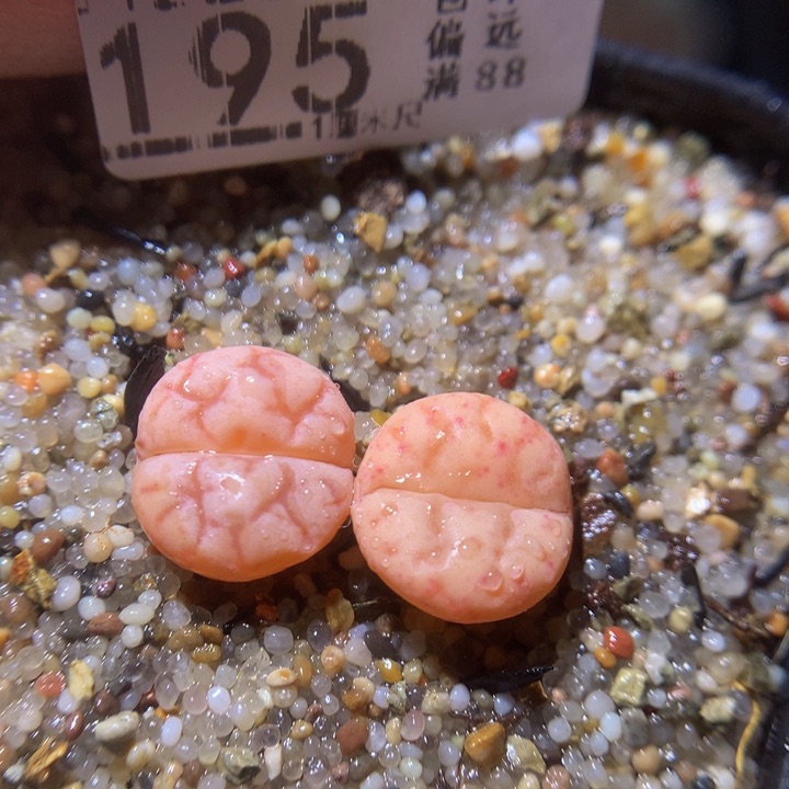 精品生石花220.195女娲石