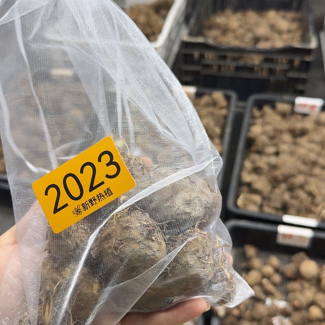 鸡***辣完全开放2023六个组合种球不售后