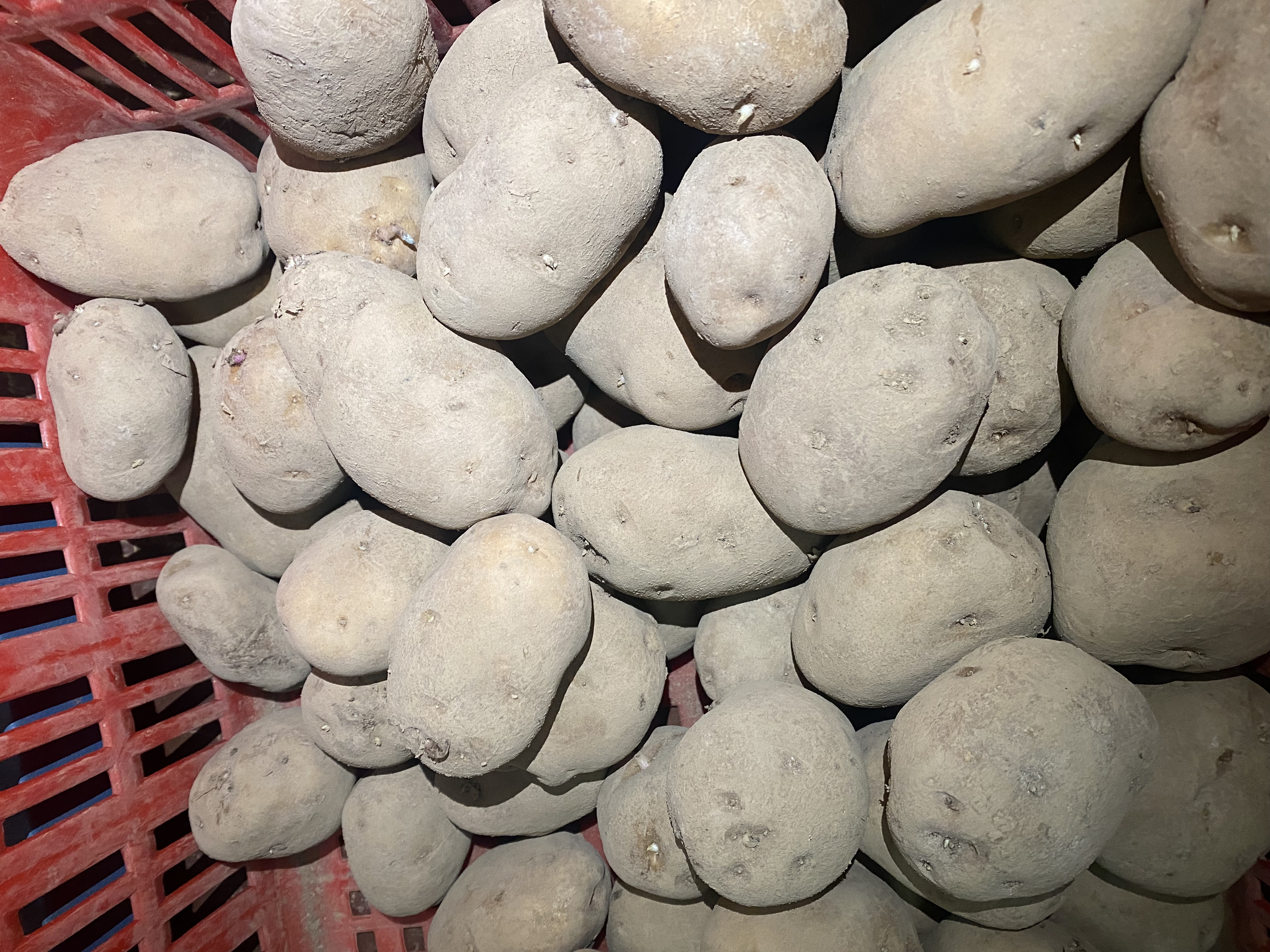 恩施高山马尔科土豆（现场称重）