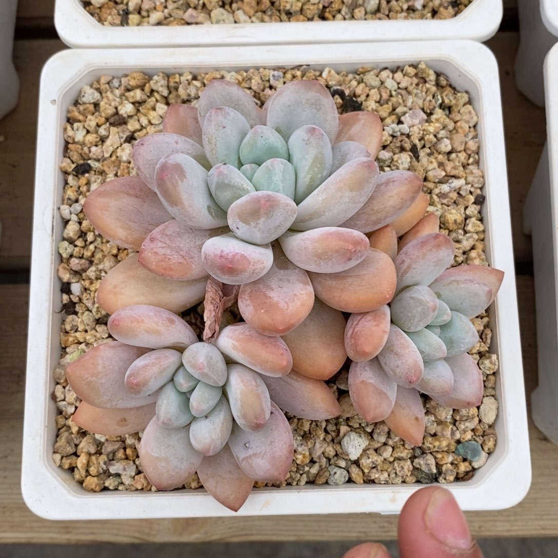 自助下单一物一拍多肉可寄养-香水