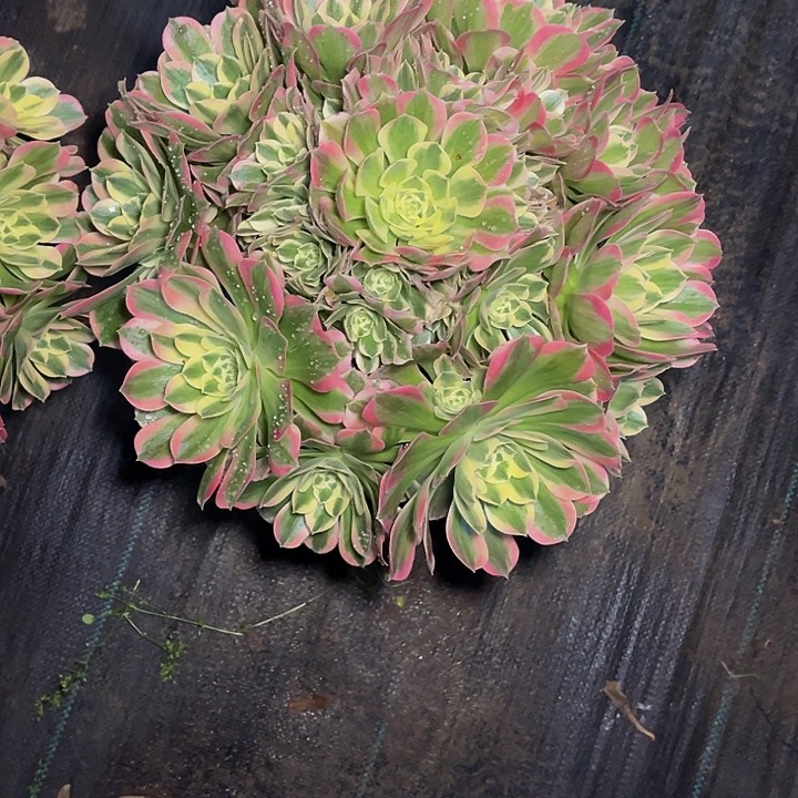 粉女巫绿体锦0013