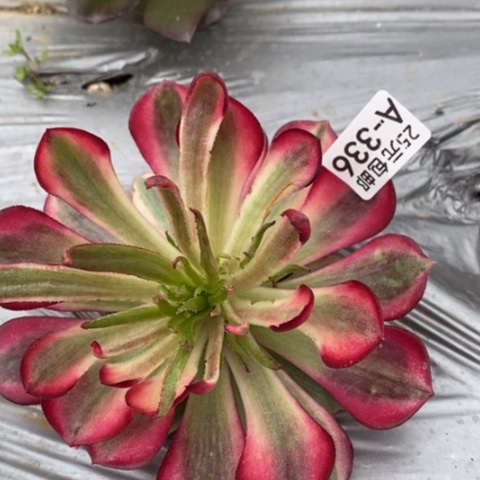 336倾城变异满25包邮多肉