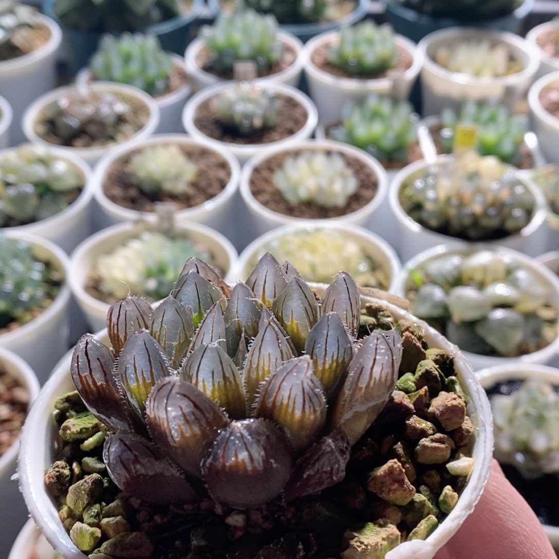 实生玉露紫红皮实生