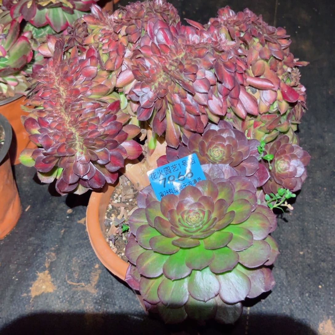 抹茶缀 7968 多肉植物