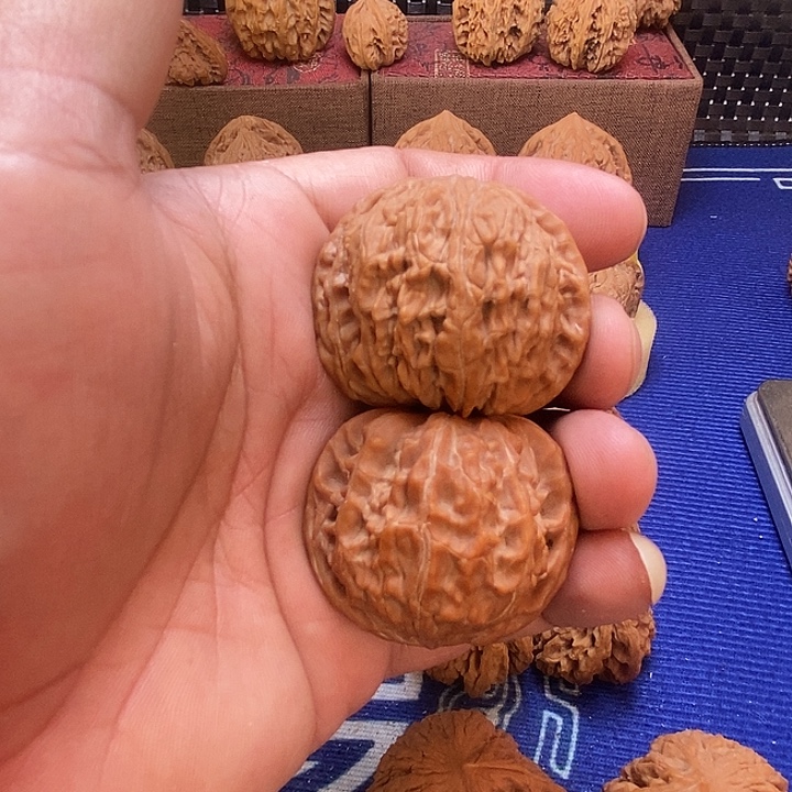 ****J老树磨盘狮子头山字尖