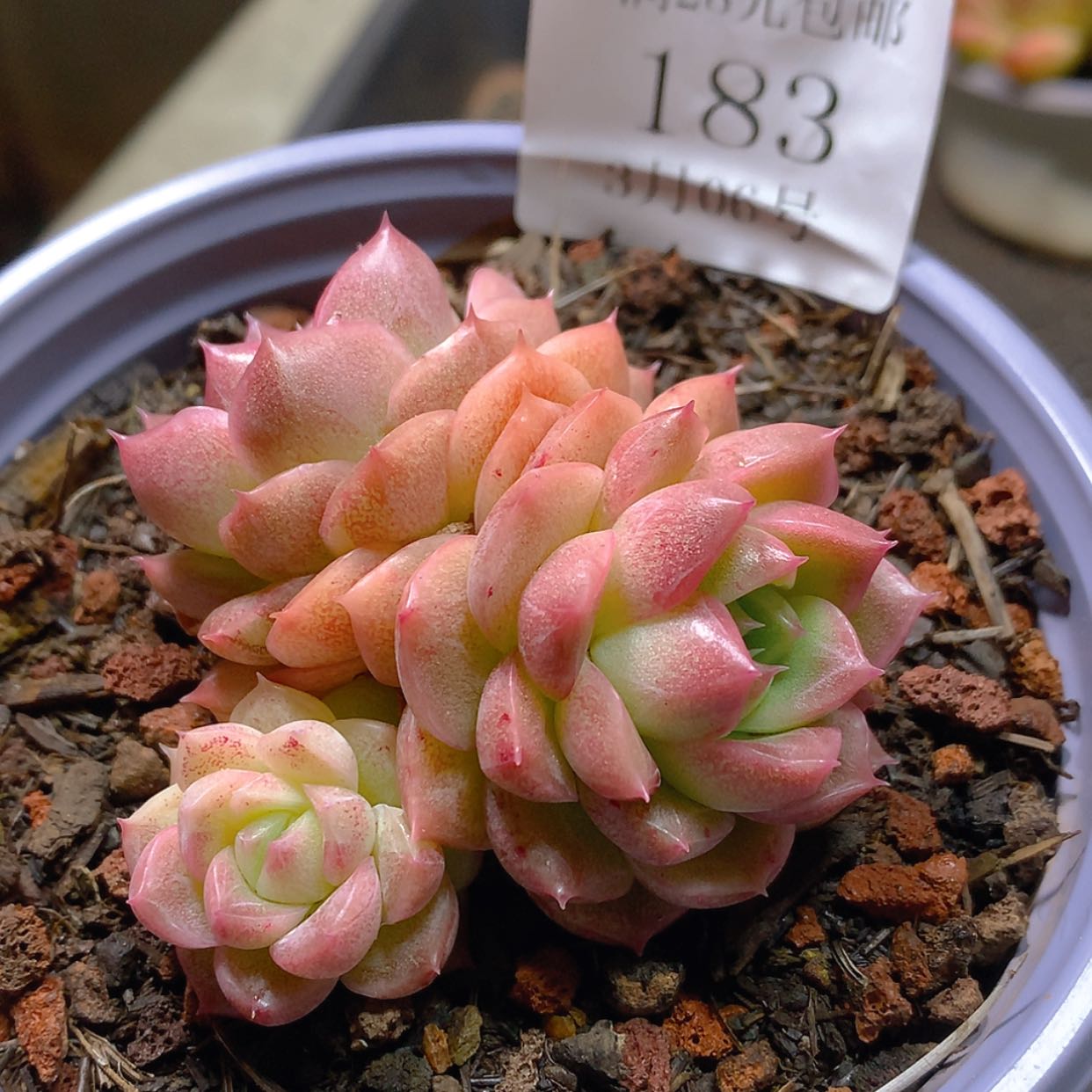 【闪购商品】云183