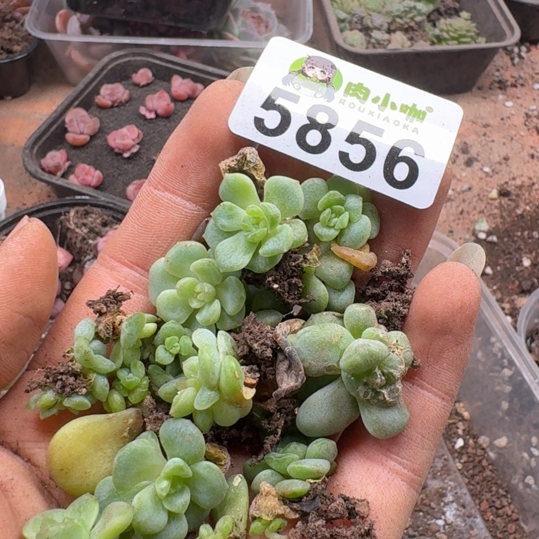 枫***站多肉植物多肉植物