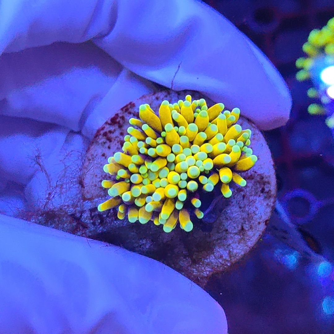 智海珊瑚不支持退货不包邮不到付接受下单