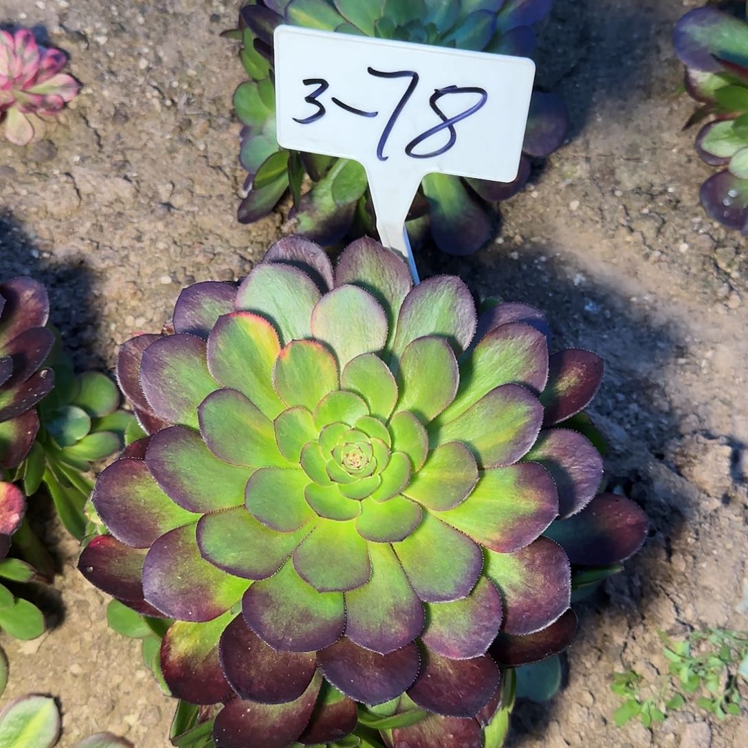 3-78万七彩________