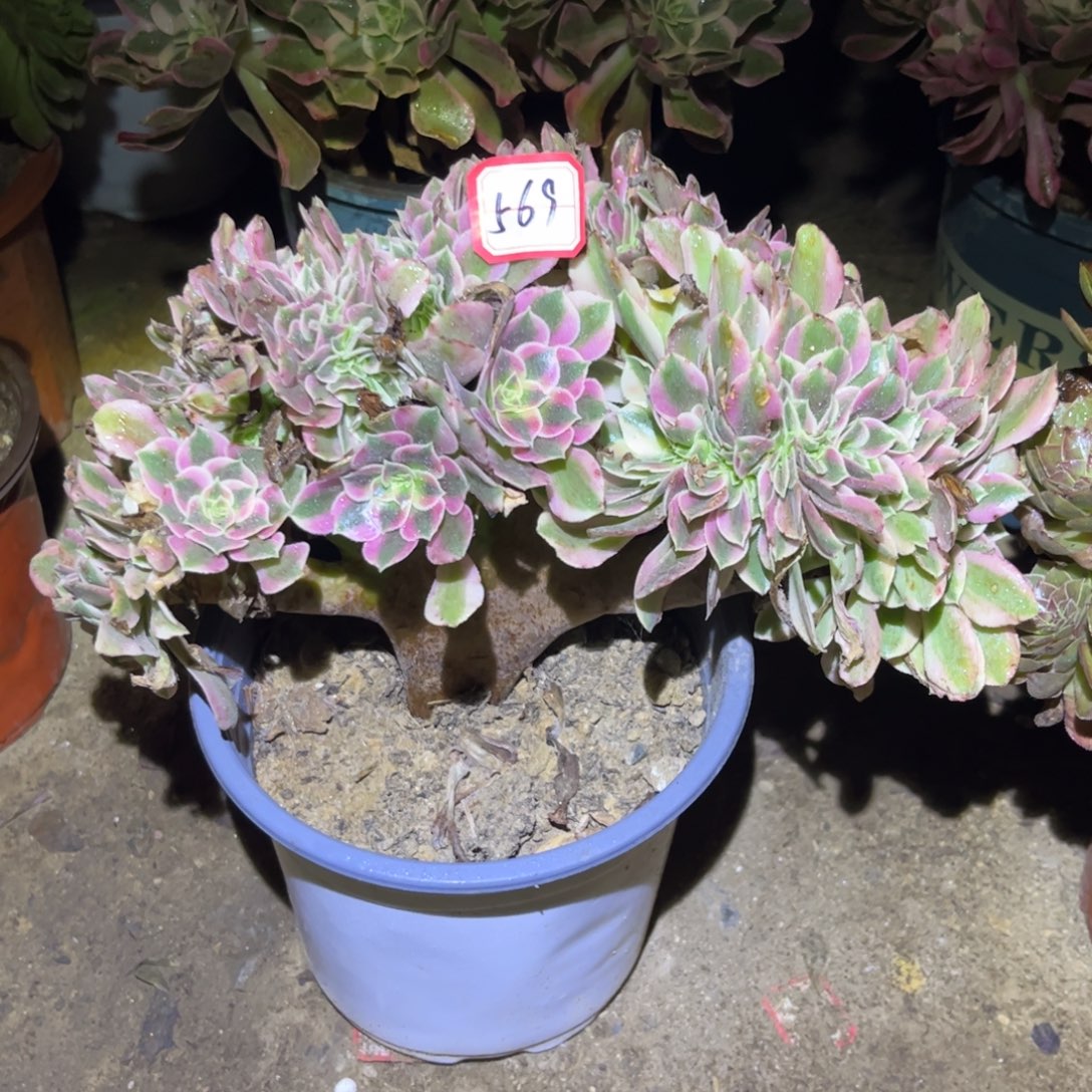 569多肉植物妖月缀化