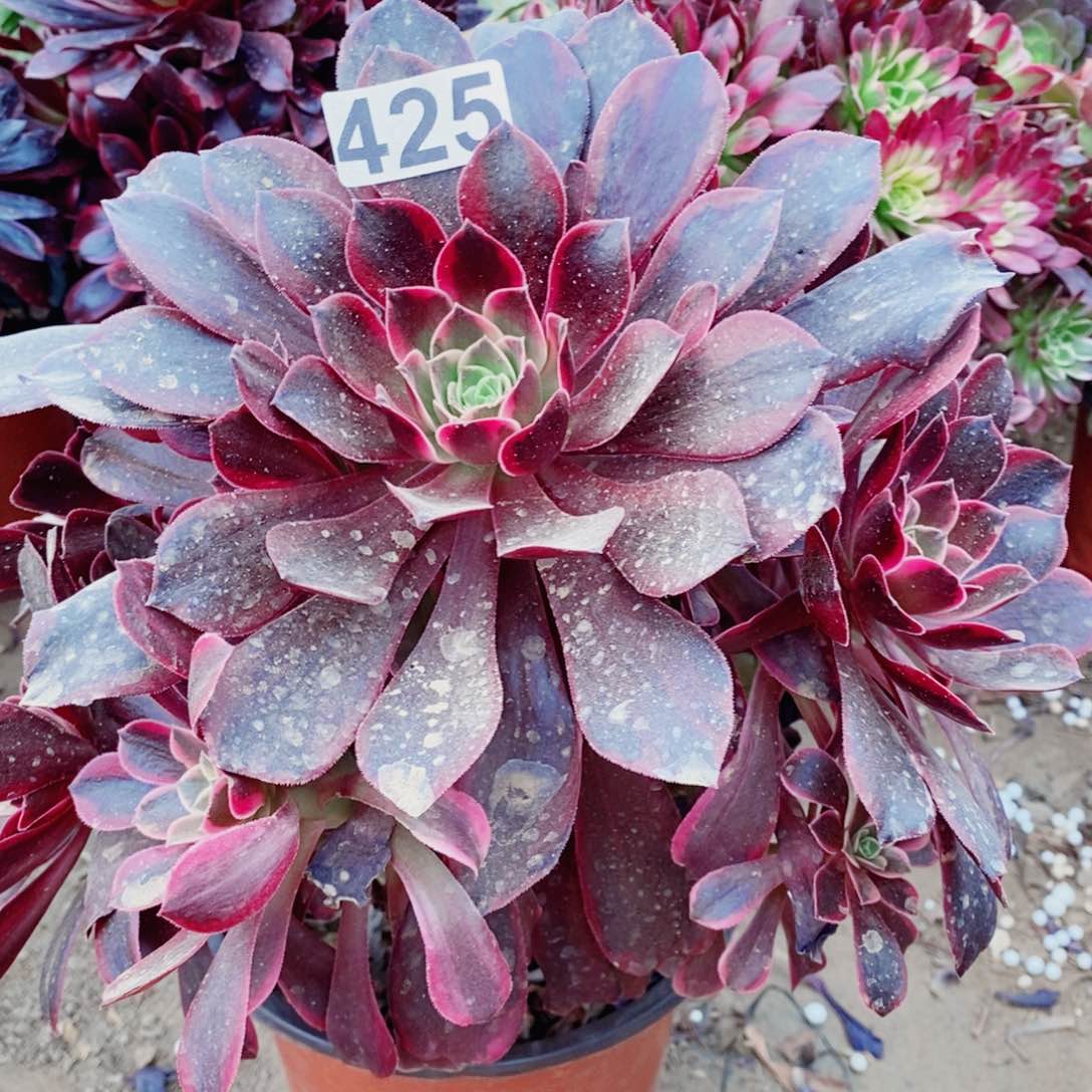 金丝雀开播福利425