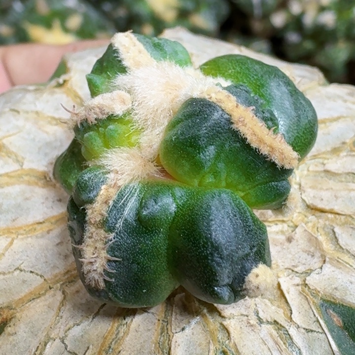 福利苗接变尤蛋怒812