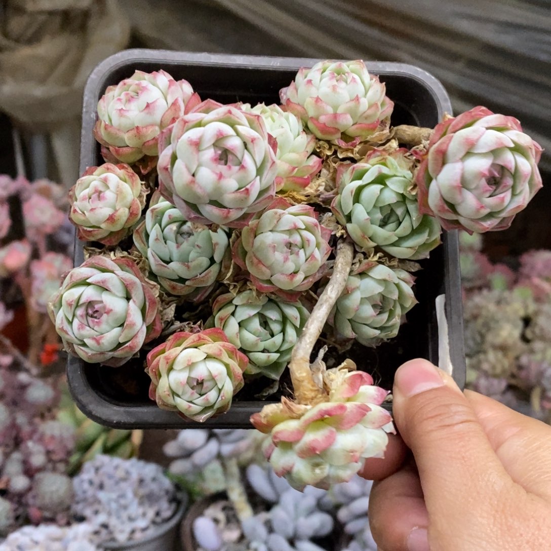 麦秆女王整桩带盆土，120杯