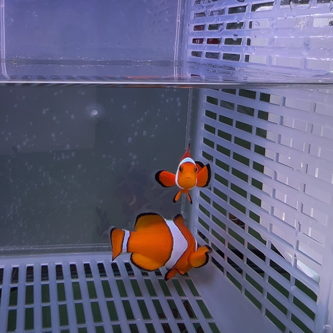海水鱼海水观赏鱼一对