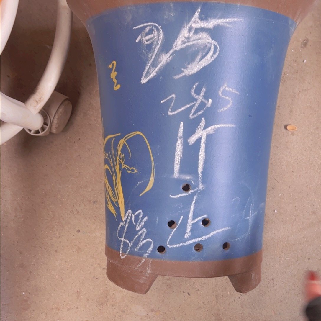 紫砂8号……………………………………