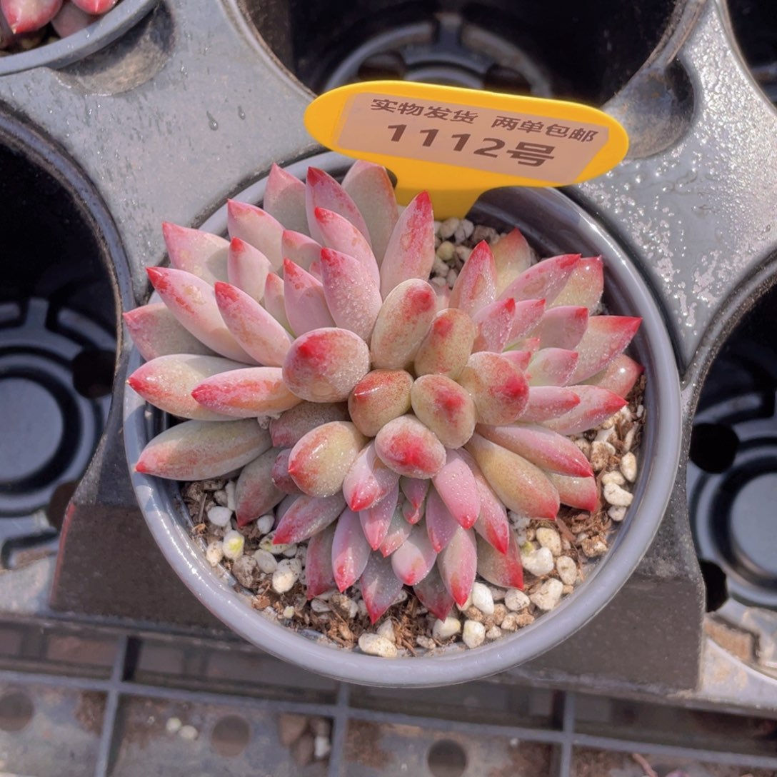 1112号 虞美人大群生母本一个